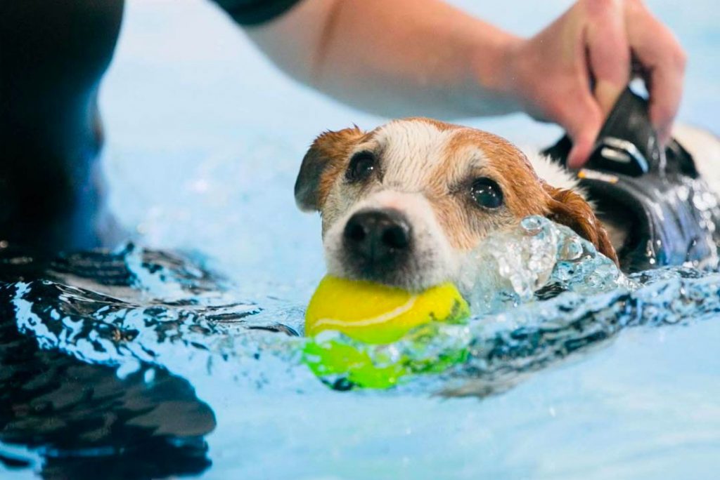 Elbow Dysplasia  Canine Hydrotherapy & Massage, Manchester, UK