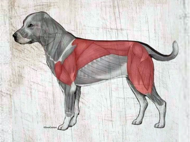 do dogs have shoulders or hips