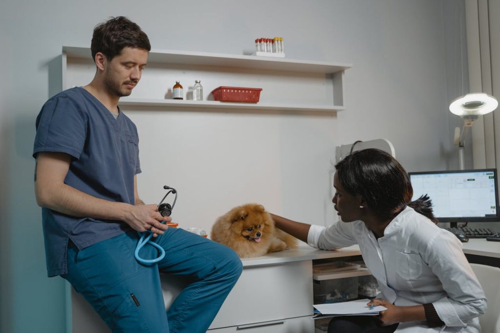 Image by Photo by Tima Miroshnichenko: https://www.pexels.com/photo/a-pomeranian-getting-medical-check-up-in-a-clinic-6235120/